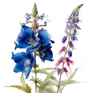 Delphinium Watercolor Clipart Set of 4 Floral Botanical PNG Files ...