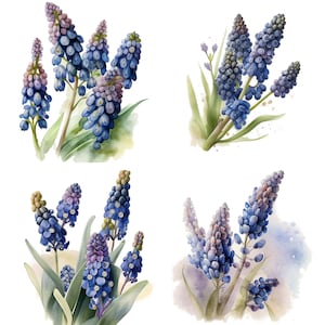 May include: Four watercolor paintings of blue grape hyacinth flowers. Each painting features a different arrangement of the flowers with green leaves and a watercolor background.