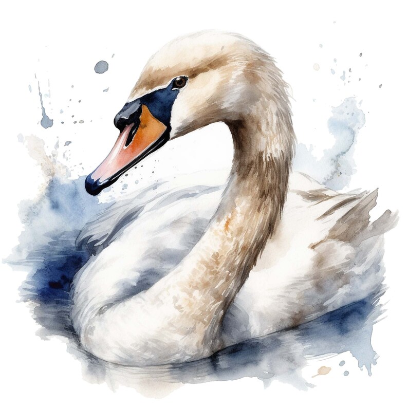 Swan Clipart - Watercolor Clipart Set of 4 High Quality Pngs - Water ...