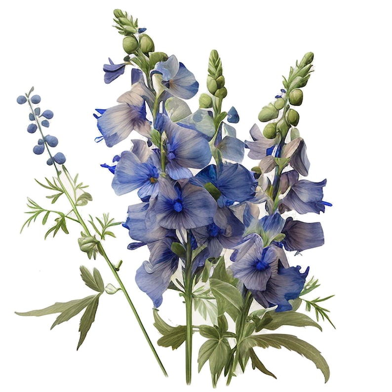 Watercolor Delphinium Clipart Set of 4, Floral Botanical PNG Files ...