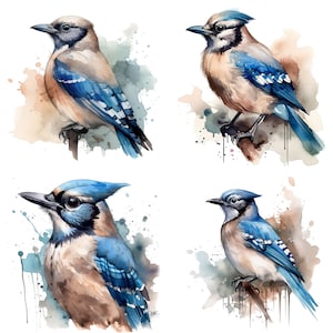 Jay bird Clipart - Watercolor clipart High Quality PNGs - Set of 4 Digital Download Card Making, Clip Art, Digital Paper Craft