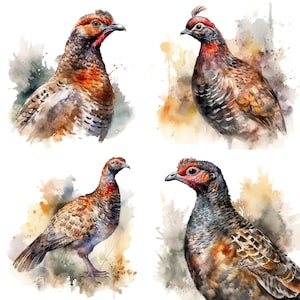 Grouse Clipart - Aquarela clipart PNGs - Conjunto de 4 download digital de criação de cartões de pássaros de jogo, decoração de casa de campo Artesanato de papel digital