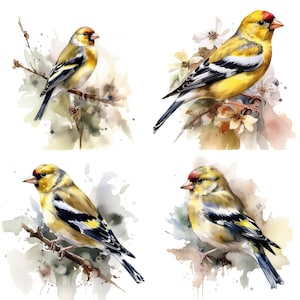 Cardellino Clipart - Clipart dell'acquerello PNG di alta qualità - Set di 4 t-shirt di download digitale, tazze, artigianato di carta digitale, supporti misti, regali