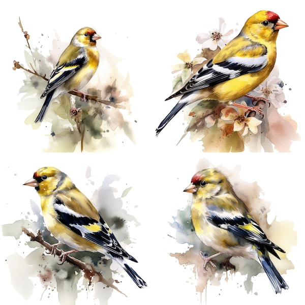 Goldfinch Clipart - Watercolor clipart High Quality PNGs - Set of 4 Digital Download T-Shirts, Mugs, Digital Paper Craft, Mixed Media, Gifts