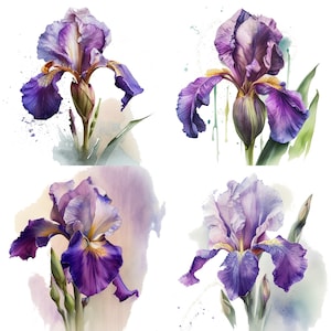 Lila Iris Aquarell botanische Clipart BLUME Clip art Set 4 PNG Digital Download Floral Illustration Hochzeit Handwerk Collagen Vintage