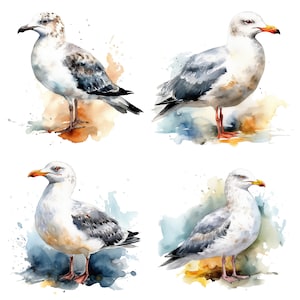 Seagull Watercolor Clipart,set of 4 PNG  Printable Digital Download for Sublimation v2