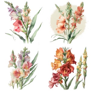 Gladiolen Botanische Clipart BLUMEN CLIP ART 4er Set Digital Download Florale Illustrationskunst für Hochzeitseinladungen Basteln Collagen Vintage