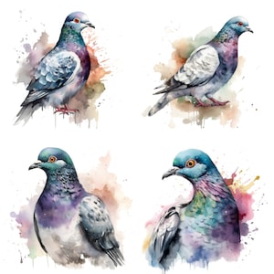 Pigeon Clipart - Watercolor clipart Set of 4 High Quality PNGs -  Digital Download Card Making, Clip Art, Digital Paper Craft V1