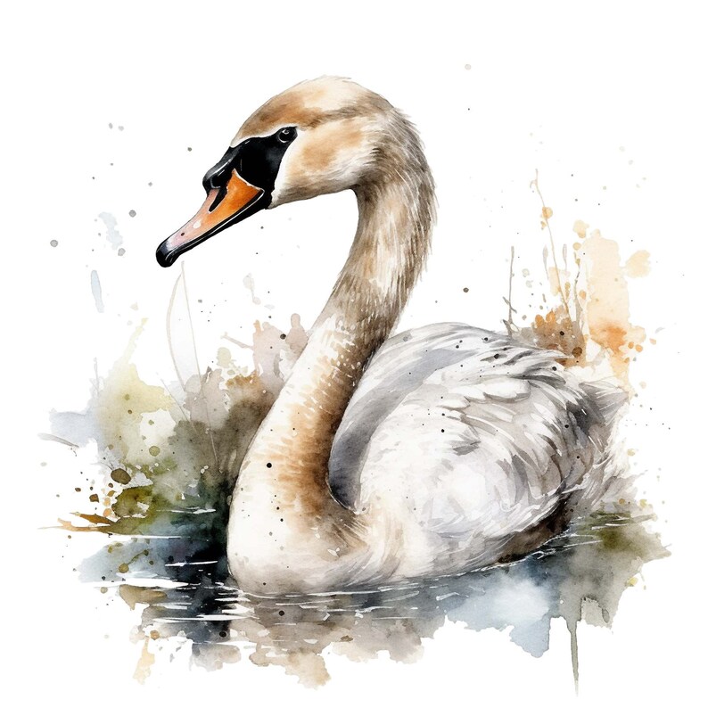 Swan Clipart - Watercolor Clipart Set of 4 High Quality Pngs - Water ...