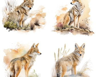 set of 4 Watercolor Coyote Clipart - Commercial Use PNG Download for Stickers, Mugs, and T-Shirts - Nature Animal Lover Wildlife Digital Art