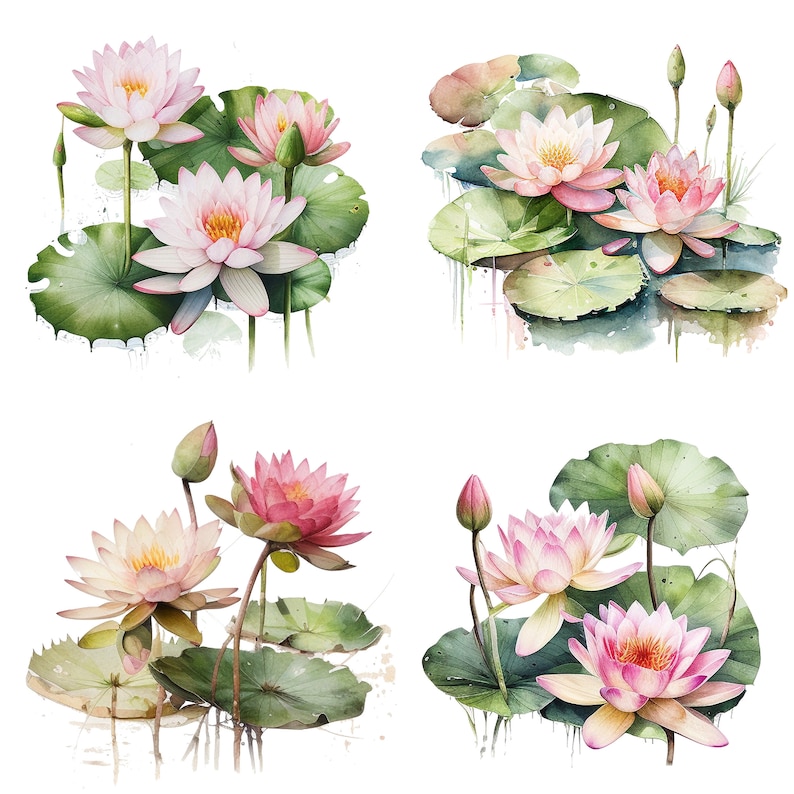 Pink Water Lily Watercolor Water Lily Pink Water Lily Clipart - Etsy