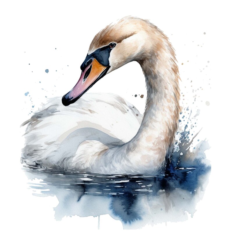 Swan Clipart - Watercolor Clipart Set of 4 High Quality Pngs - Water ...