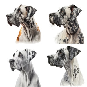Watercolor Great Dane Portrait Clipart download  Set of 4 files for Stickers, Mugs, T-Shirts - Canine Art printable image V1