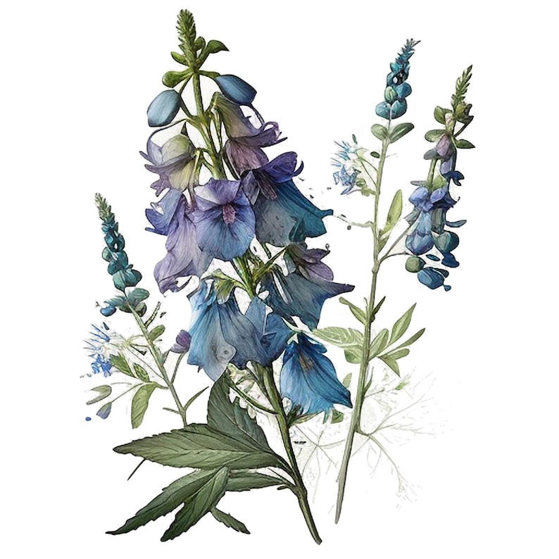 Watercolor Delphinium Clipart Set of 4, Floral Botanical PNG Files ...