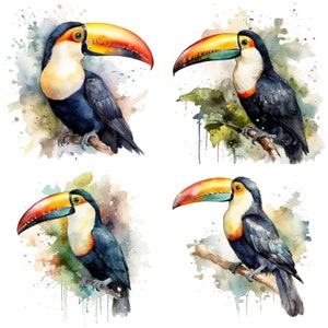 Toucan Clipart - Watercolor clipart Set of 4 High Quality PNGs -  Digital Download Card Making toucan mug designs toucan planner art