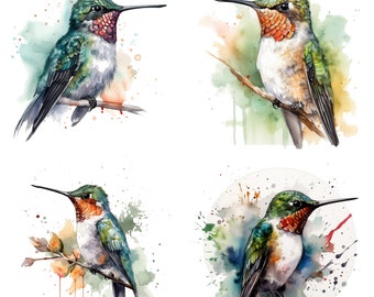 Clipart de colibrí - Clipart de acuarela PNG de alta calidad - Juego de 4 descargas digitales para crear tarjetas, imágenes prediseñadas, manualidades digitales con papel (V2)