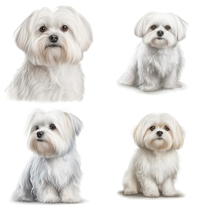 Watercolor Maltese Portrait Clipart PNG Digital Download Set for4 files for Stickers Mugs T-Shirts  Maltese Canine Art Printable Image