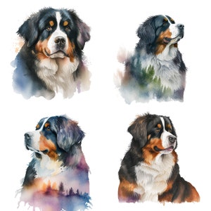 Set of 4 Watercolor Bernese Mountain Dog Portraits - Commercial Use Clipart Bundle - Digital Download PNG Stickers - Dog Lover canine Art