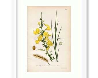 Musings Scotch Broom Ginestra