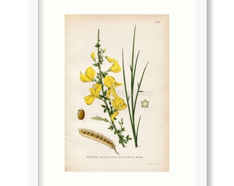 Musings Scotch Broom Ginestra