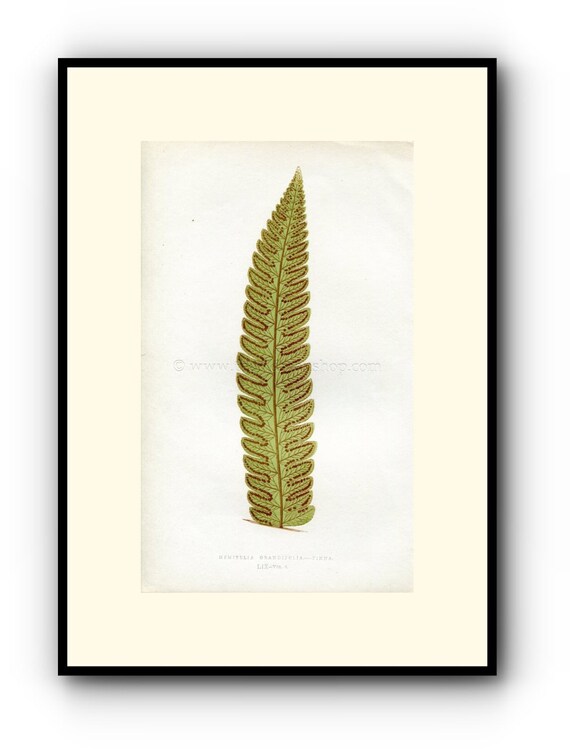 Edward Joseph Lowe Fern hemitelia Grandifolia.pinna | Etsy