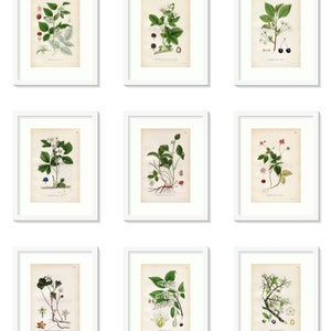 1926 Herbaceous Seepweed, Annual Seablite Suaeda maritima Vintage Antique Print by, Lindman Botanical Flower Book Plate 642, Green image 4