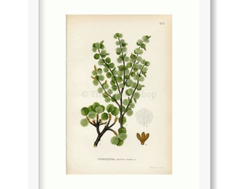 1922 Dwarf Birch, Dwarf Birch Tree (Betula nana) Vintage Antique Print by Lindman, Botanical Flower Book Plate 372, Green