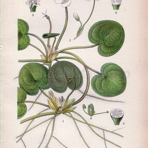 1926 Common Frogbit, European Frog's-bit Hydrocharis morsus-ranae Vintage Antique Print by Lindman Botanical Flower Book Plate 480 image 2