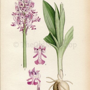 1922 Military orchid Orchis militaris Vintage Antique Print by Lindman, Botanical Flower Book Plate 402, Green, Purple image 2