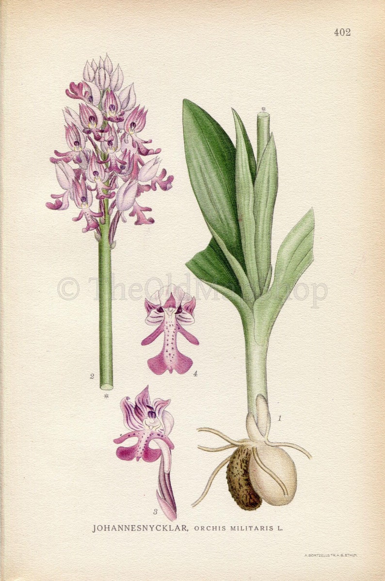 1922 Military orchid Orchis militaris Vintage Antique Print by Lindman, Botanical Flower Book Plate 402, Green, Purple image 2