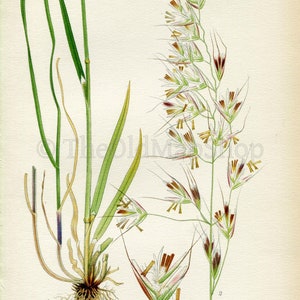 1926 Downy oat-grass, Helictotrichon pubescens Avena pubescens Vintage Antique Print by Lindman Botanical Flower Book Plate 460 image 2