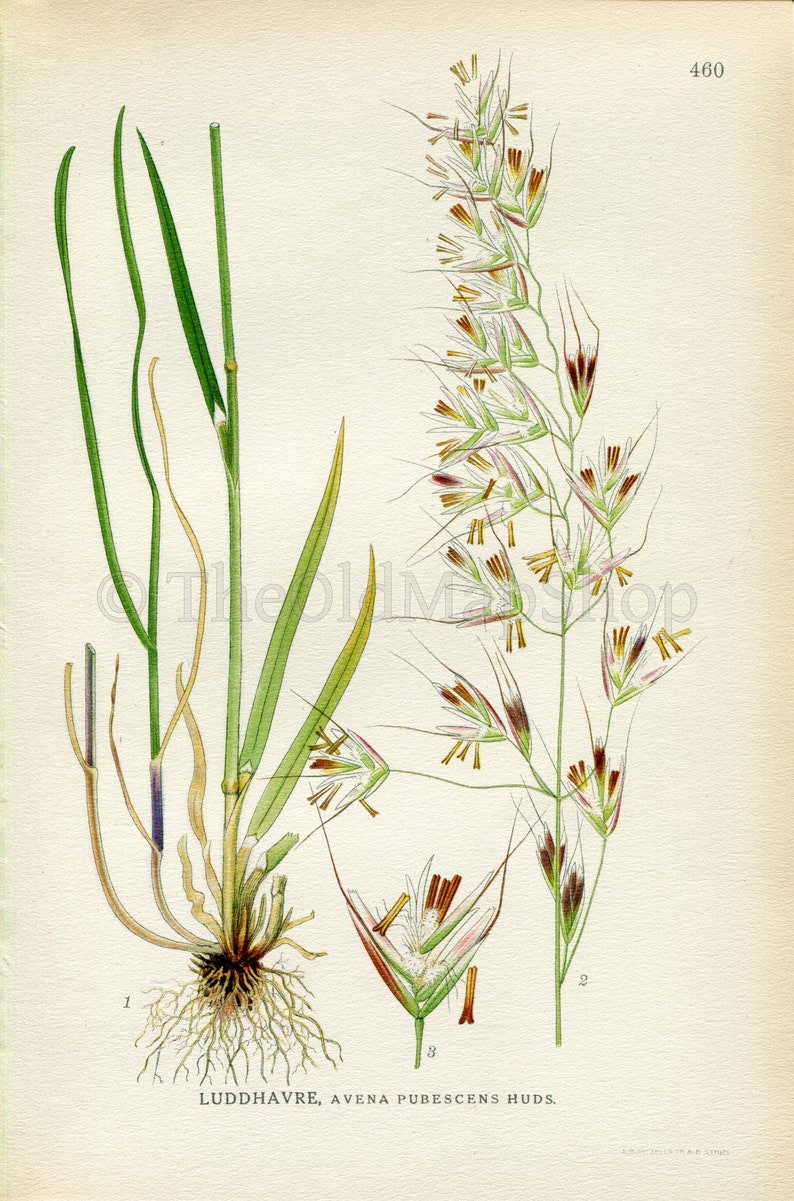 1926 Downy oat-grass, Helictotrichon pubescens Avena pubescens Vintage Antique Print by Lindman Botanical Flower Book Plate 460 image 2