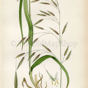 1926 Lesser Hairy-brome, Grass Bromus benekenii Vintage Antique Print by Lindman Botanical Flower Book Plate 444 image 2