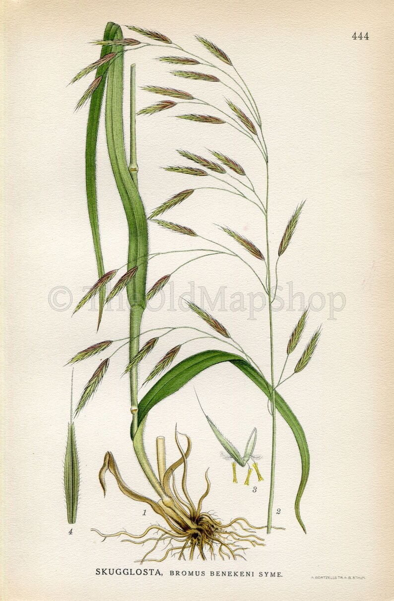 1926 Lesser Hairy-brome, Grass Bromus benekenii Vintage Antique Print by Lindman Botanical Flower Book Plate 444 image 2