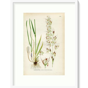 1926 Downy oat-grass, Helictotrichon pubescens Avena pubescens Vintage Antique Print by Lindman Botanical Flower Book Plate 460 image 1