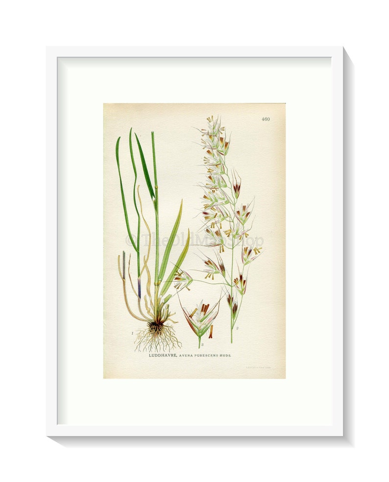 1926 Downy oat-grass, Helictotrichon pubescens Avena pubescens Vintage Antique Print by Lindman Botanical Flower Book Plate 460 image 1