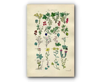 1914 Sowerby Antique Botanical Print, Red Currant, Redcurrant, Gooseberry, Blackcurrant, Purple Saxifrage, Plate 25, (Plants 481 - 500)