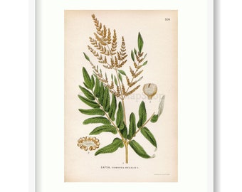 Royal Fern Print - Etsy