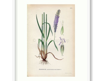 1926 Meadow foxtail (Alopecurus pratensis) Vintage Antique Print by Lindman Botanical Flower Book Plate 472