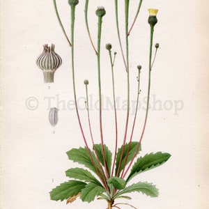 1926 Dwarf Nipplewort, Lamb-succory Arnoseris minima Vintage Antique Print by Lindman Botanical Flower Book Plate 546, Green, Yellow image 2