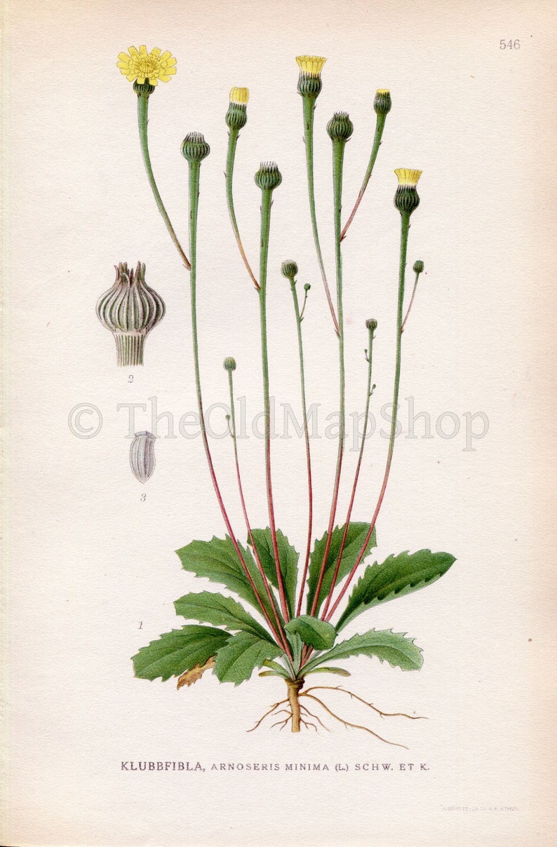 1926 Dwarf Nipplewort, Lamb-succory Arnoseris minima Vintage Antique Print by Lindman Botanical Flower Book Plate 546, Green, Yellow image 2