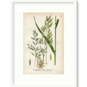 1926 Soft brome, Bull grass, Rye brome Bromus hordeaceus, Bromus secalinus Vintage Print by Lindman Botanical Flower Book Plate 446 image 1