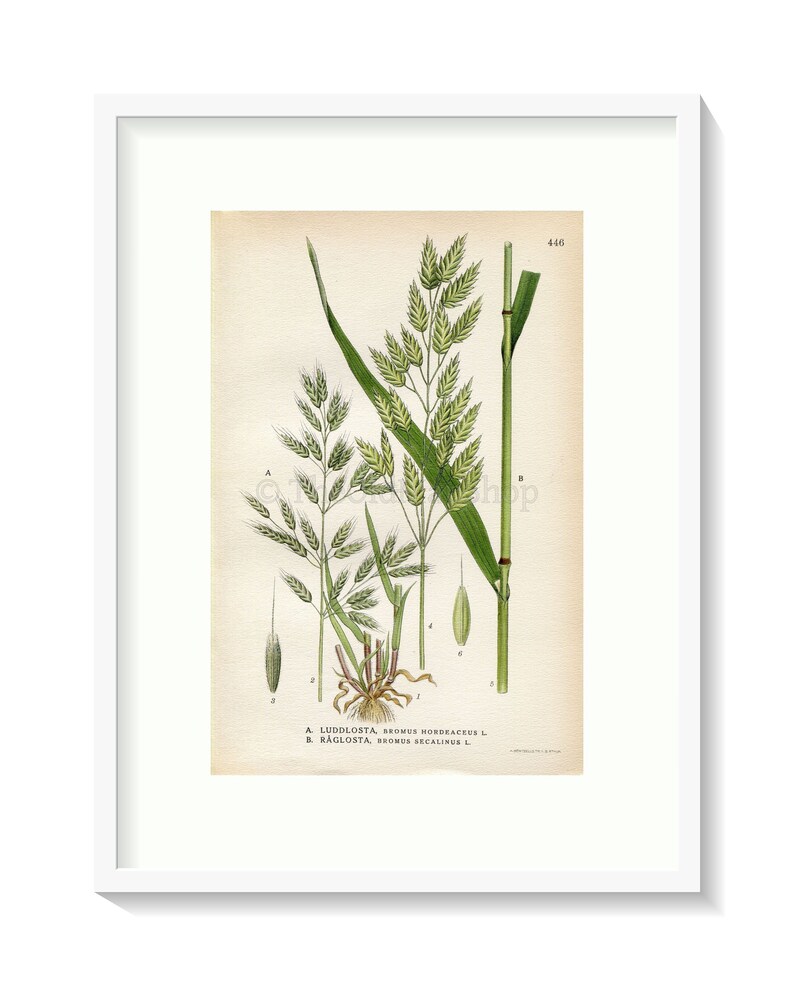 1926 Soft brome, Bull grass, Rye brome Bromus hordeaceus, Bromus secalinus Vintage Print by Lindman Botanical Flower Book Plate 446 image 1