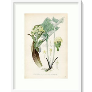 1926 Woolly Butterbur Petasites spurius Vintage Antique Print by Lindman Botanical Flower Book Plate 540, Green image 1