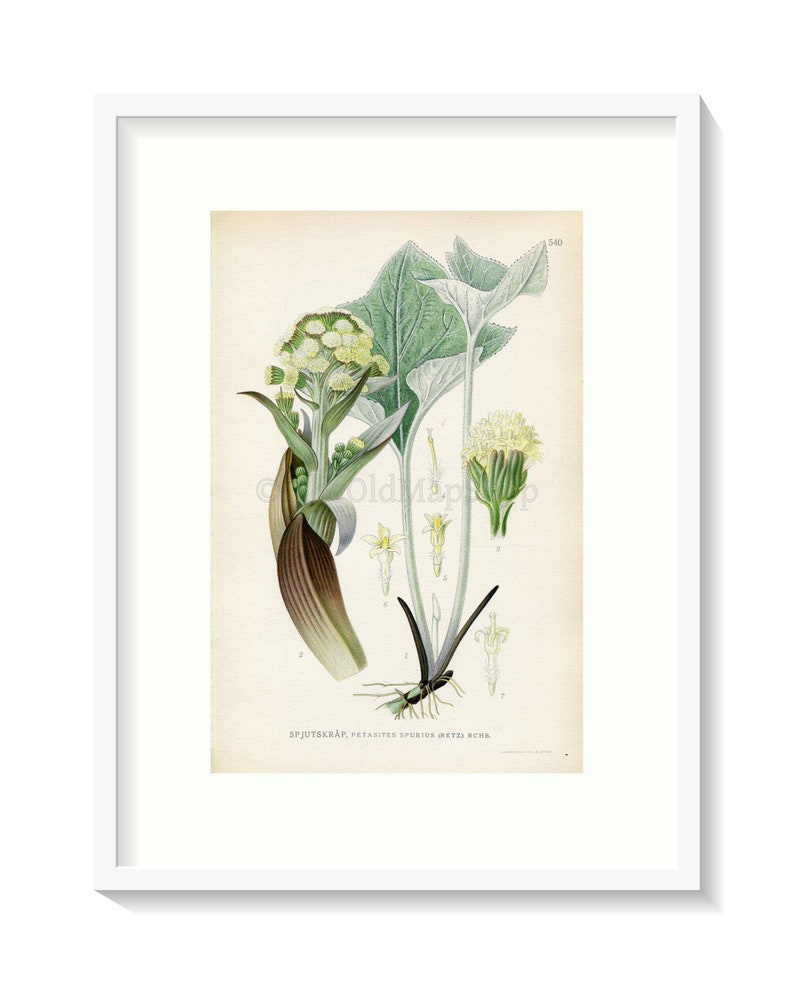 1926 Woolly Butterbur Petasites spurius Vintage Antique Print by Lindman Botanical Flower Book Plate 540, Green image 1