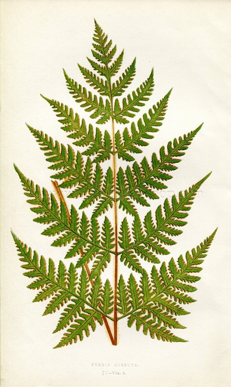 Antique Botanical Print Edward Joseph Lowe Fern Book Plate Pteris Hirsuta 1859 Wood Block Engraving