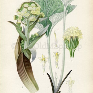 1926 Woolly Butterbur Petasites spurius Vintage Antique Print by Lindman Botanical Flower Book Plate 540, Green image 2