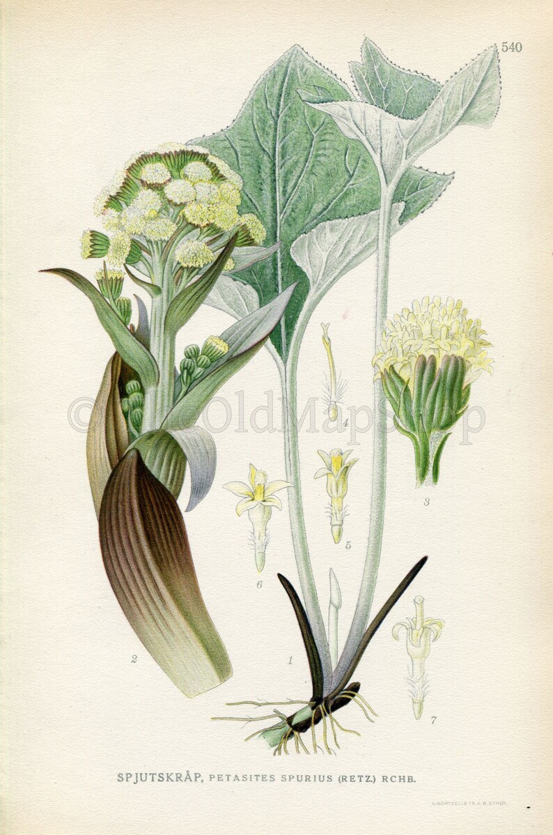 1926 Woolly Butterbur Petasites spurius Vintage Antique Print by Lindman Botanical Flower Book Plate 540, Green image 2