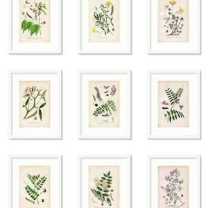 1926 Soft brome, Bull grass, Rye brome Bromus hordeaceus, Bromus secalinus Vintage Print by Lindman Botanical Flower Book Plate 446 image 6