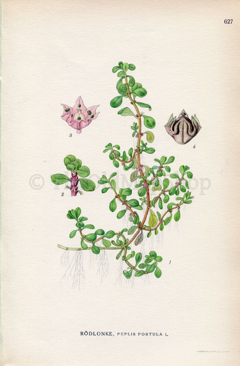 1926 Water-purslane, Lythrum portula Peplis portula Vintage Antique Print, Lindman Botanical Flower Book Plate 627, Green, Pink image 2